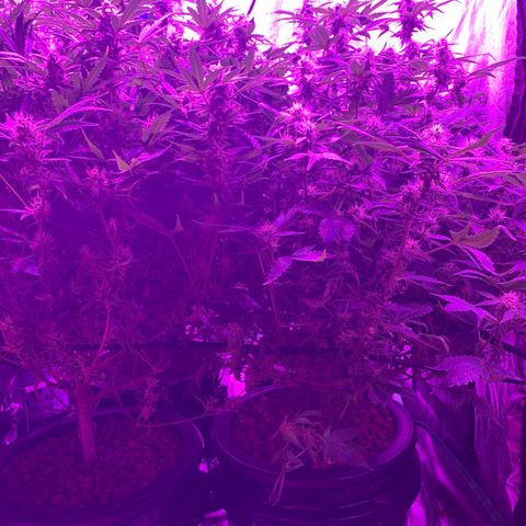 WZ Autos #1 growlog photo: Late bloom flowering pics.