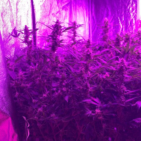 WZ Autos #1 growlog photo: Late bloom flowering pics.