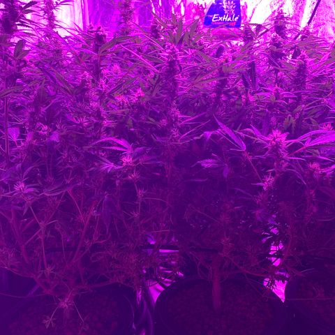 WZ Autos #1 growlog photo: Late bloom flowering pics.