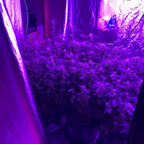 WZ Autos #1 growlog photo: Late Bloom Flowering pics