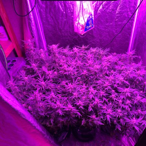 WZ Autos #1 growlog photo: Late Bloom Flowering pics