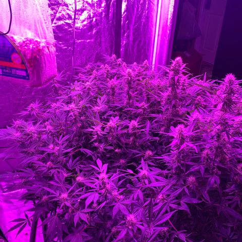 WZ Autos #1 growlog photo: Late Bloom Flowering pics