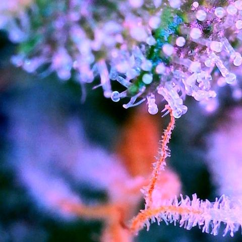 WZ Autos #1 growlog photo: Trichome porn! Begin of flushing!