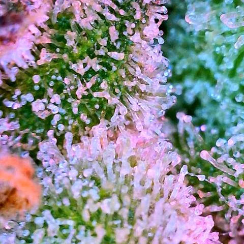 WZ Autos #1 growlog photo: Trichome porn! Begin of flushing!