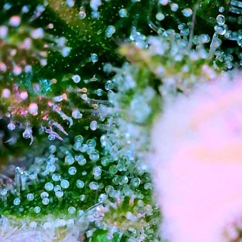 WZ Autos #1 growlog photo: Trichome porn! Begin of flushing!