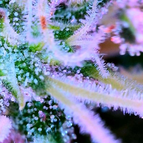 WZ Autos #1 growlog photo: Trichome porn! Begin of flushing!