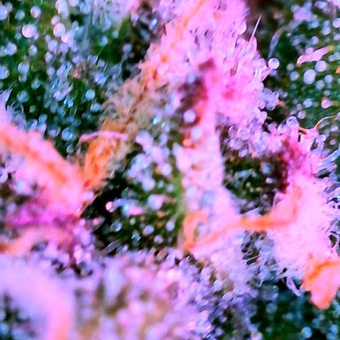 WZ Autos #1 growlog photo: Trichome porn! Begin of flushing!