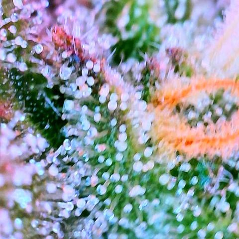 WZ Autos #1 growlog photo: Trichomes check