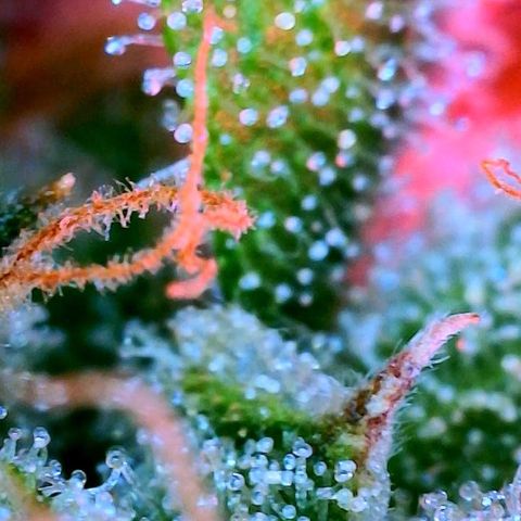 WZ Autos #1 growlog photo: Trichomes check