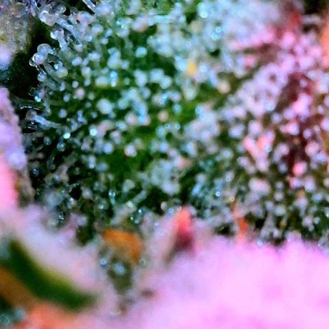 WZ Autos #1 growlog photo: Trichomes check