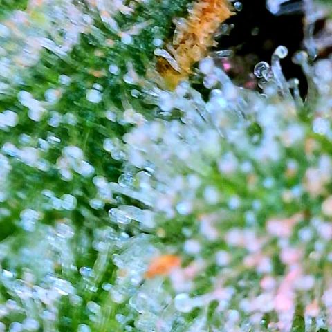 WZ Autos #1 growlog photo: Trichomes check