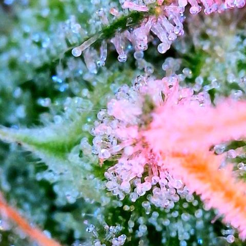 WZ Autos #1 growlog photo: Trichomes check