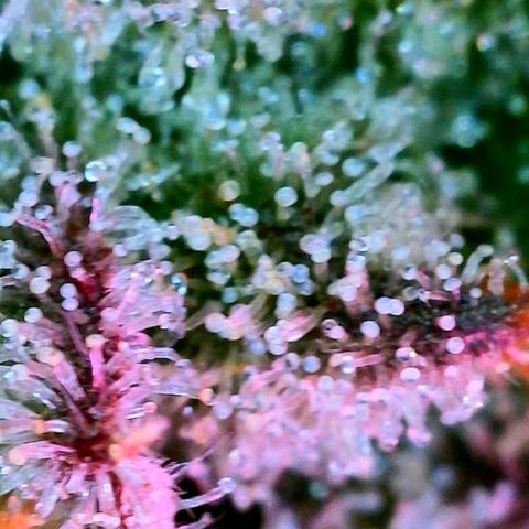WZ Autos #1 growlog photo: Trichomes check