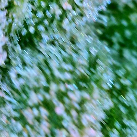 WZ Autos #1 growlog photo: Trichomes check