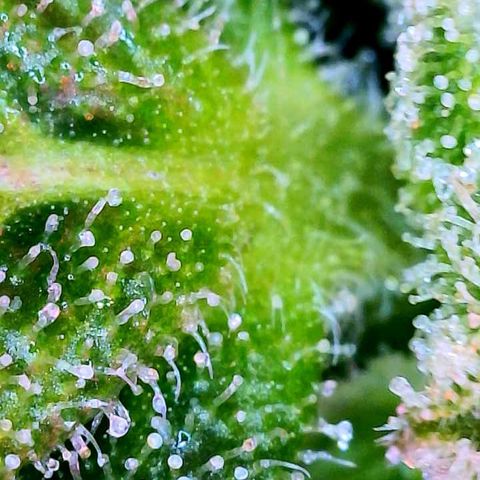 WZ Autos #1 growlog photo: Trichomes check