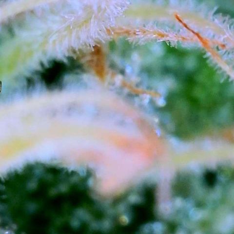 WZ Autos #1 growlog photo: Trichomes check for possible harvest.