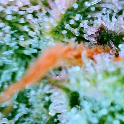 WZ Autos #1 growlog photo: Trichomes check for possible harvest.