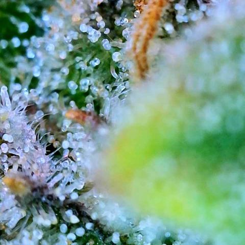 WZ Autos #1 growlog photo: Trichomes check for possible harvest.