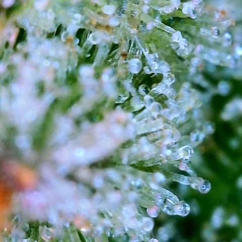 WZ Autos #1 growlog photo: Trichomes check for possible harvest.