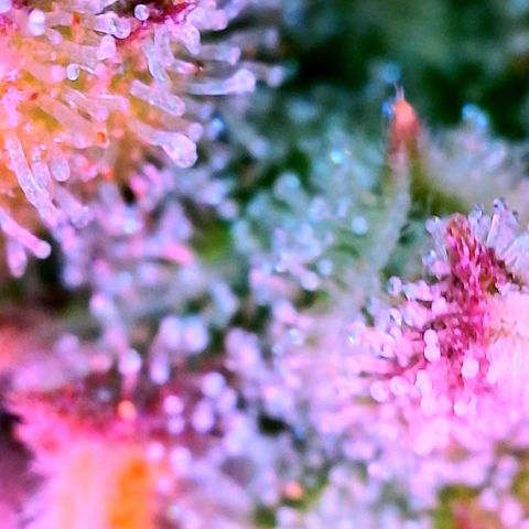 WZ Autos #1 growlog photo: Trichomes check for possible harvest.