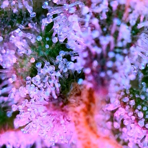 WZ Autos #1 growlog photo: Trichomes check for possible harvest.