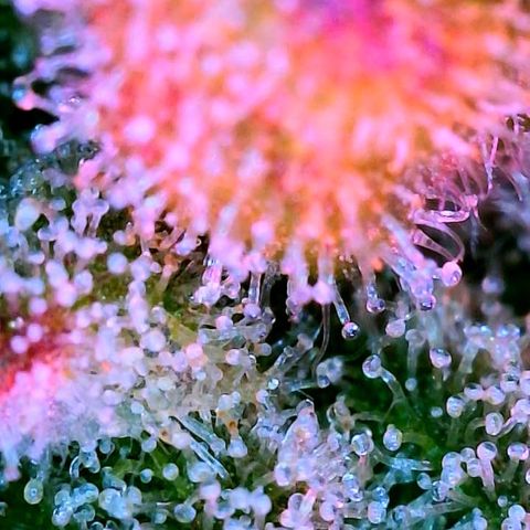 WZ Autos #1 growlog photo: Trichomes check for possible harvest.