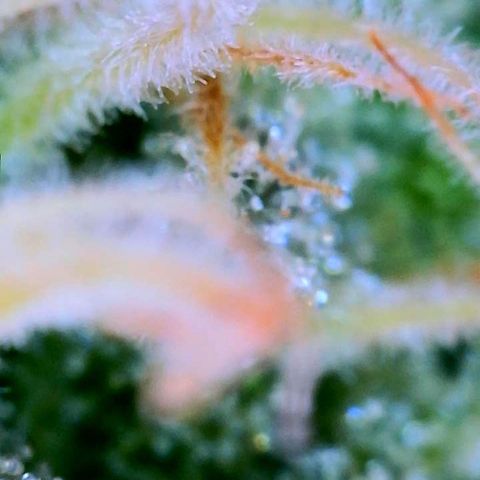WZ Autos #1 growlog photo: Trichomes check for possible harvest.