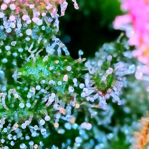 WZ Autos #1 growlog photo: Trichomes check for possible harvest.