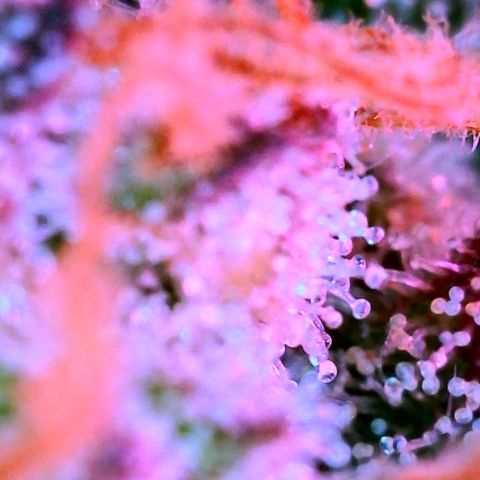 WZ Autos #1 growlog photo: Trichomes check for possible harvest.