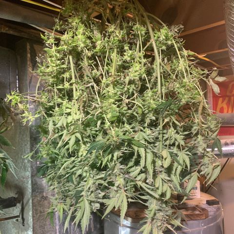 WZ Autos #1 growlog photo: Harvest pics