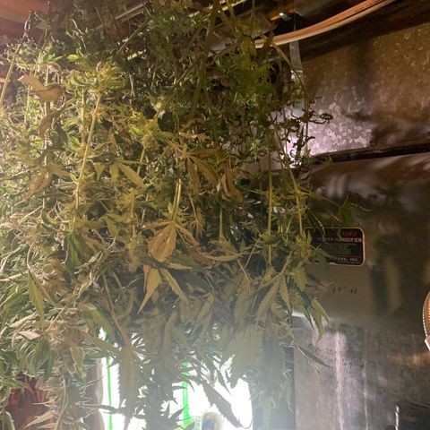 WZ Autos #1 growlog photo: Harvest pics