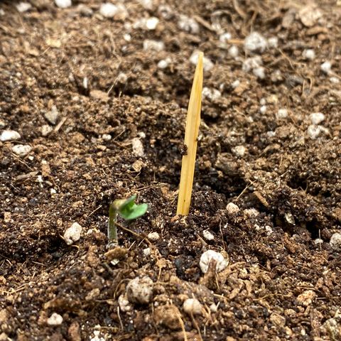 Harmony growlog photo: Coming alive 