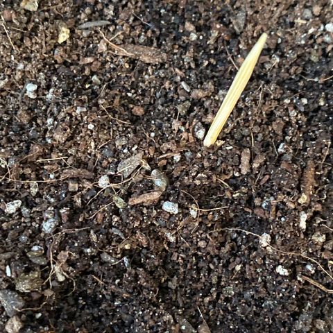 Angola growlog photo: Seed just popped it’s head 