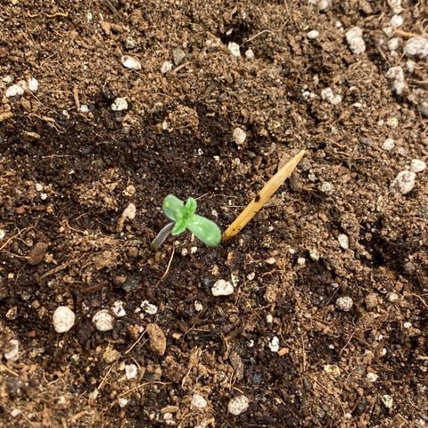 Harmony growlog photo: Doing very nicely under dome