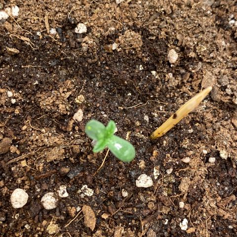 Harmony growlog photo: Doing very nicely under dome