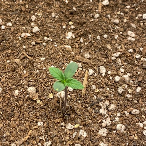 Harmony growlog timeline photo