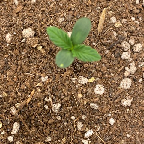 Harmony growlog timeline photo