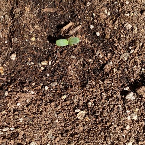 Angola growlog timeline photo