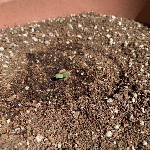 Angola growlog timeline photo