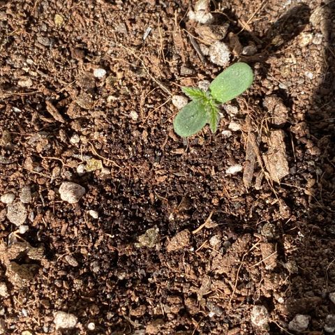 Angola growlog timeline photo