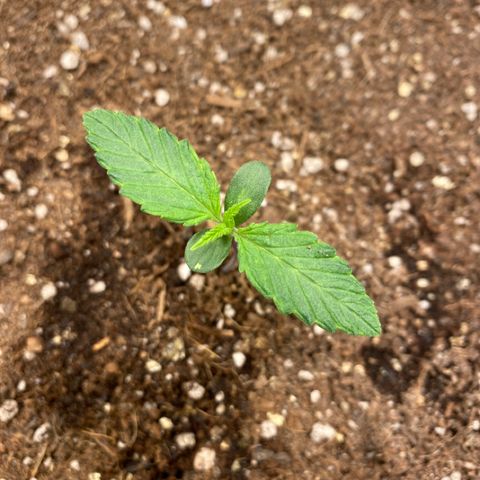 Harmony growlog timeline photo
