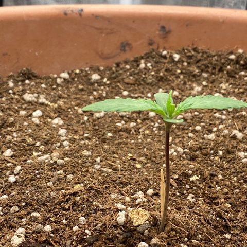 Harmony growlog timeline photo