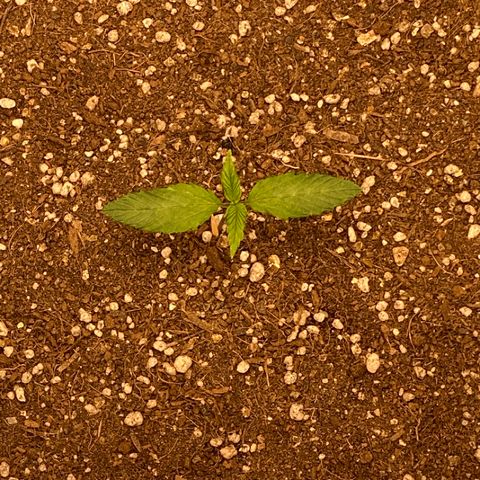 Harmony growlog timeline photo
