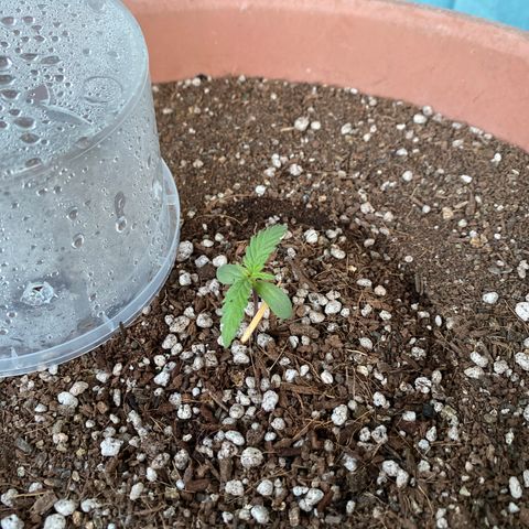 Angola growlog timeline photo