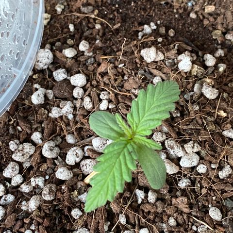 Angola growlog timeline photo