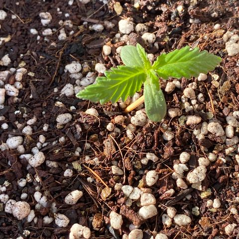 Angola growlog timeline photo