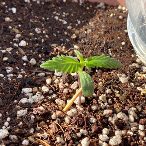 Angola growlog timeline photo