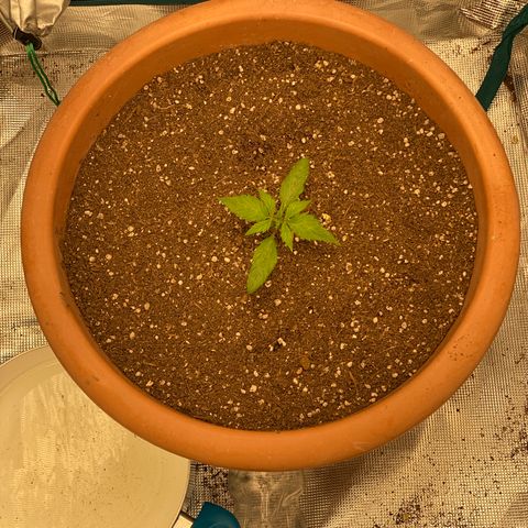 Harmony growlog timeline photo