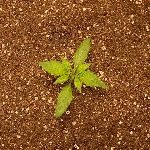 Harmony growlog timeline photo