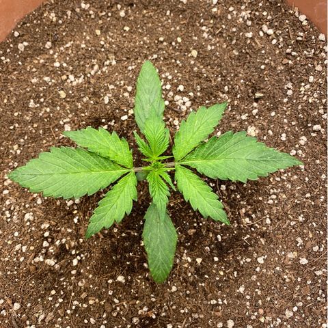 Harmony growlog timeline photo